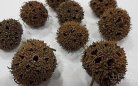 中药路路通,祛风活络，利水通经的神奇中药